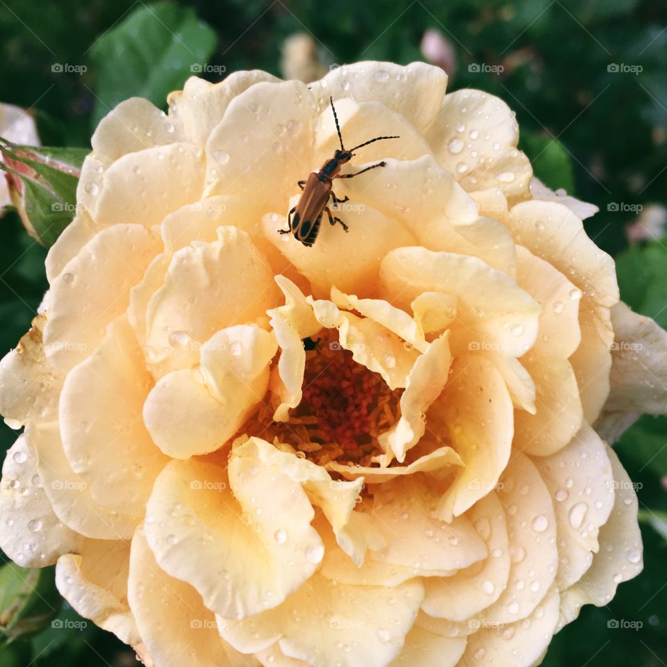 Soldier beetle on Garden rose
