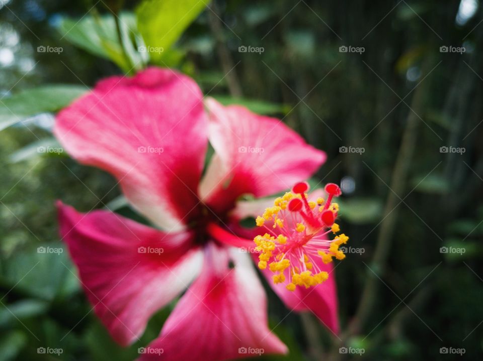 Hibiscus flower