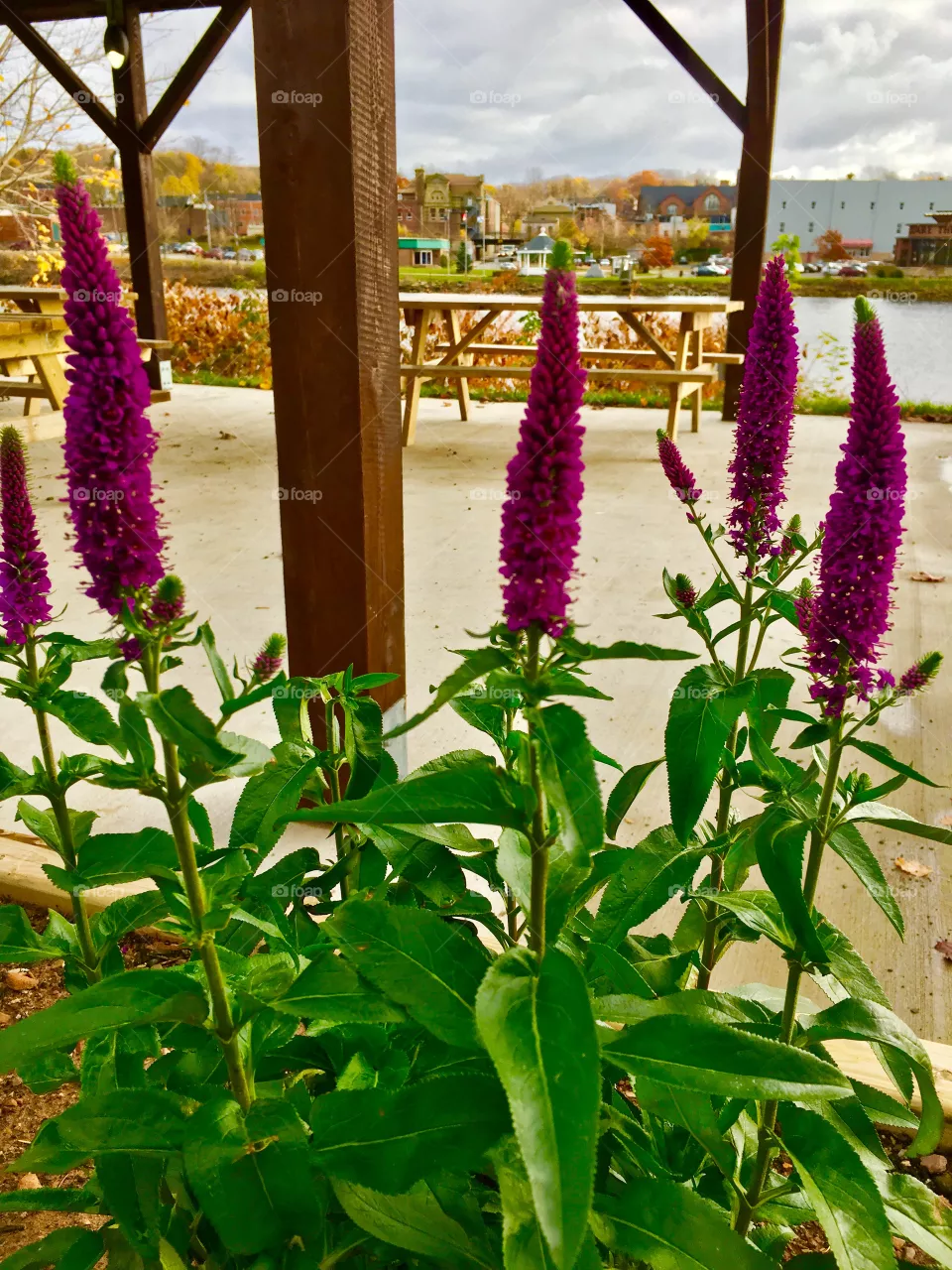 Summer view