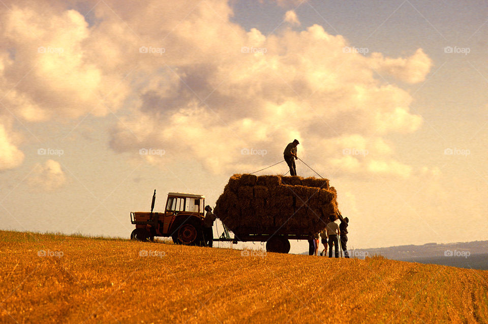 Harvest