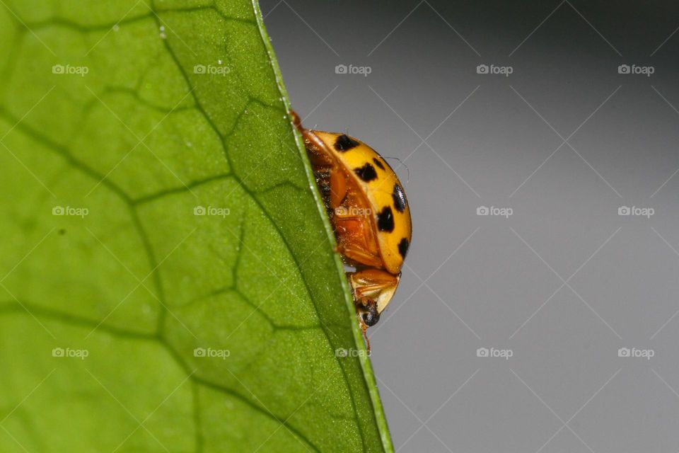ladybug close up on a leaf