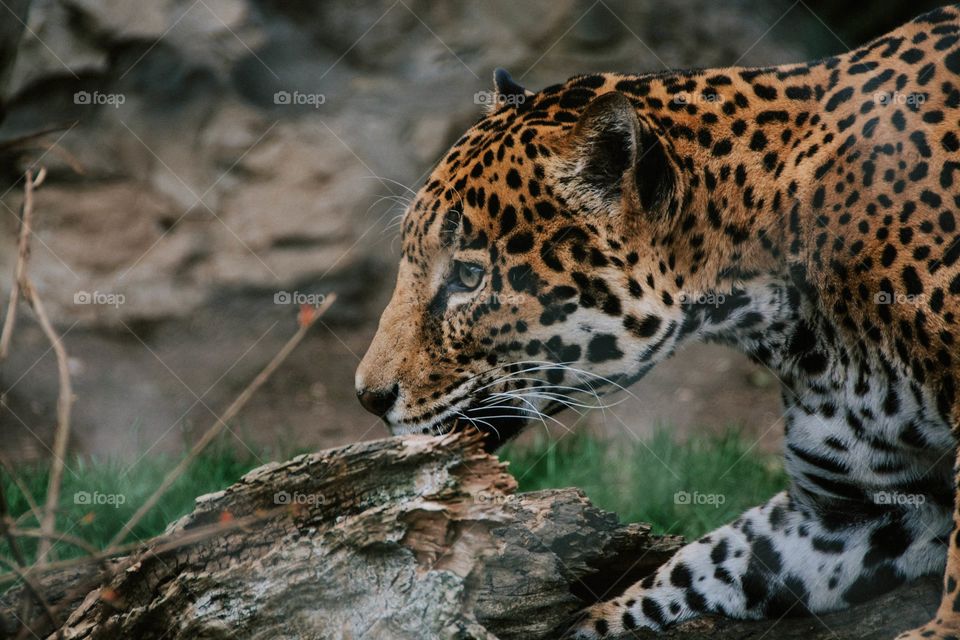 Leopardo observando a su presa.