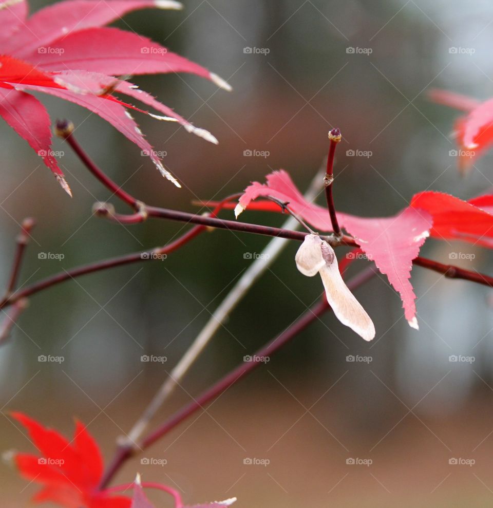 autumn leaves still on branch with samaras