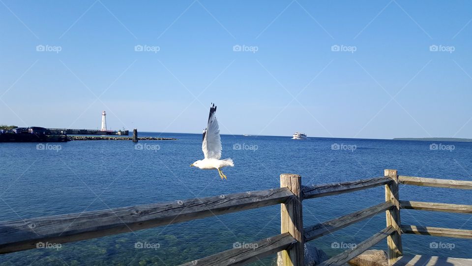 Seagull in flight St Ignaces