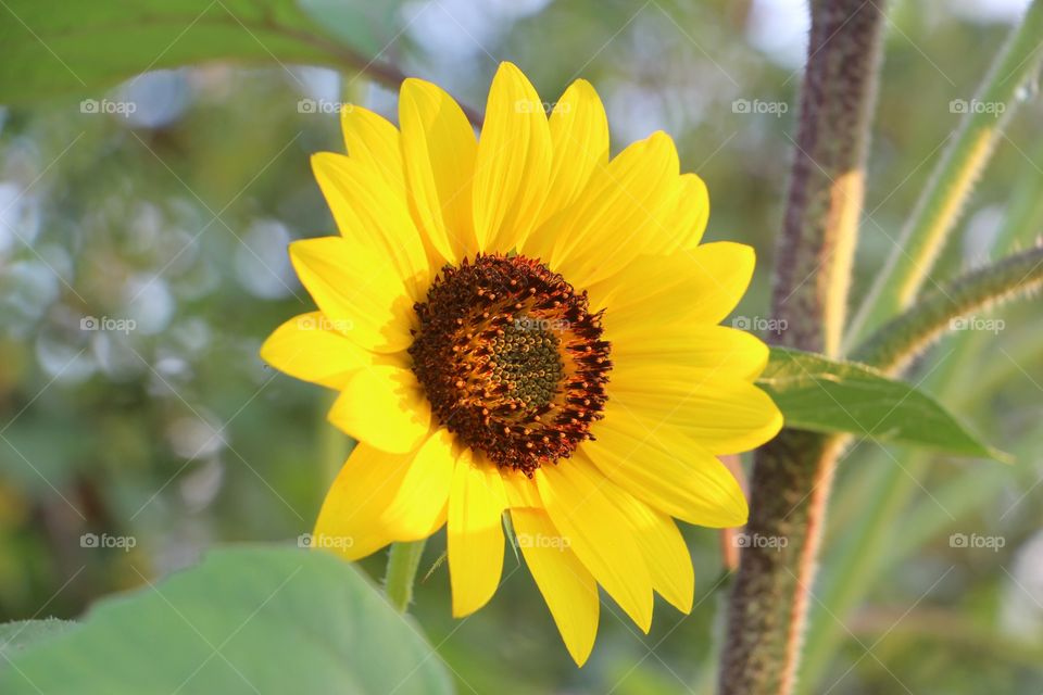 Morning sunflower 