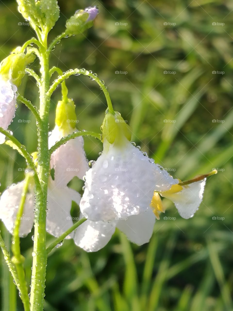 wet flowers