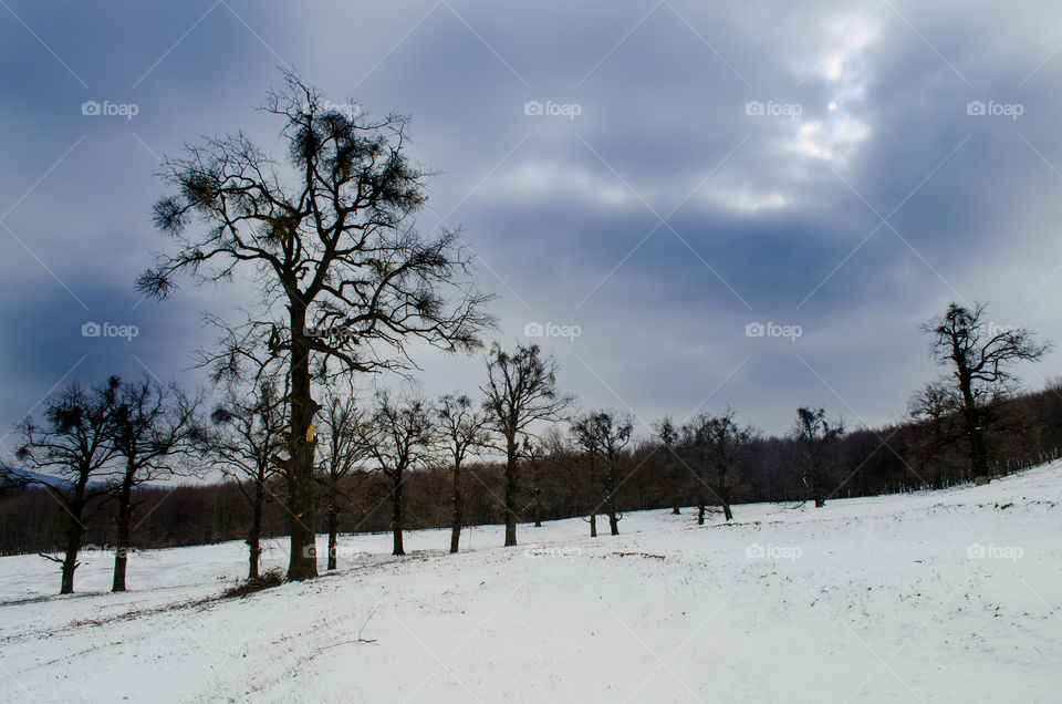 winter landscape. wintet landscape