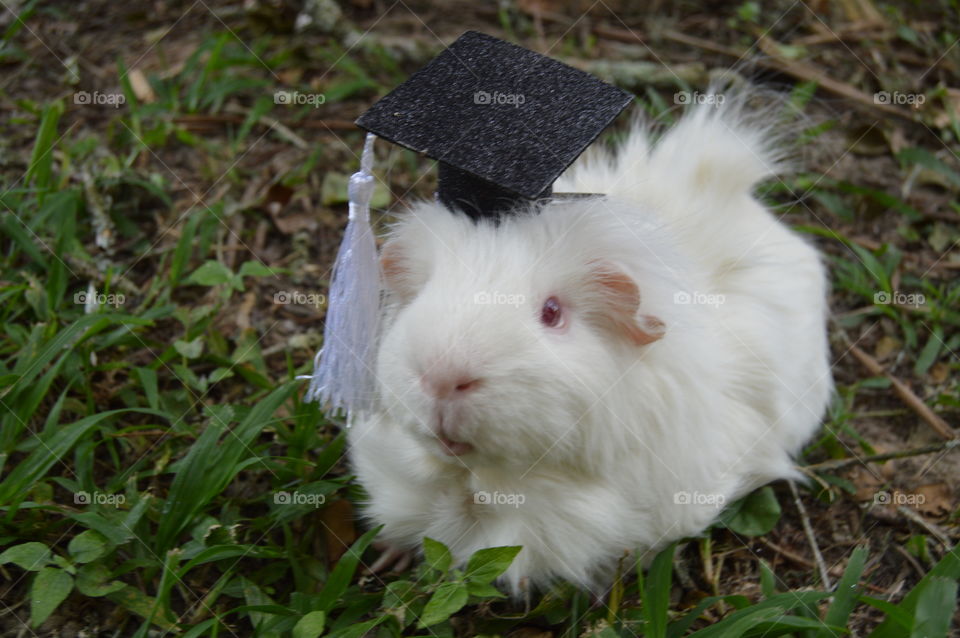 guinea pig graduation