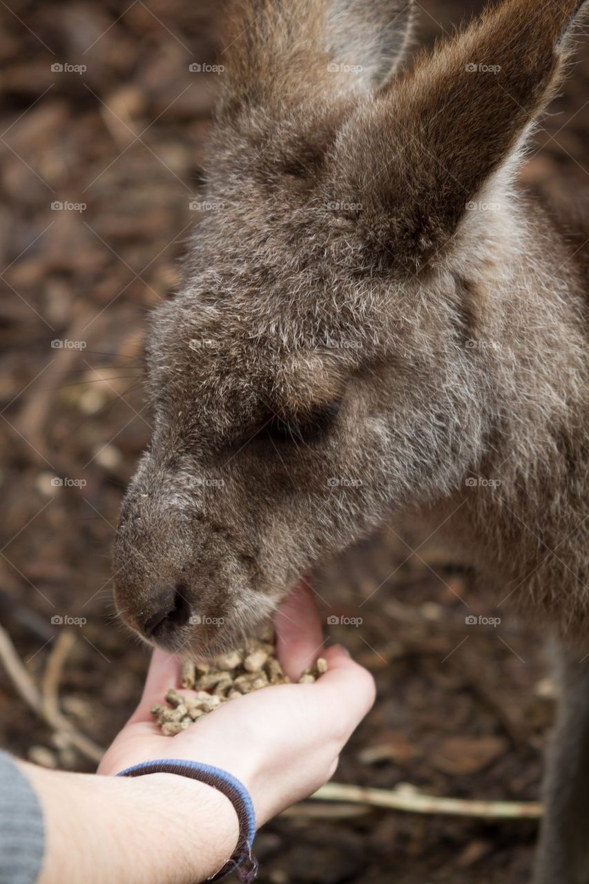 Kangaroo Feeding