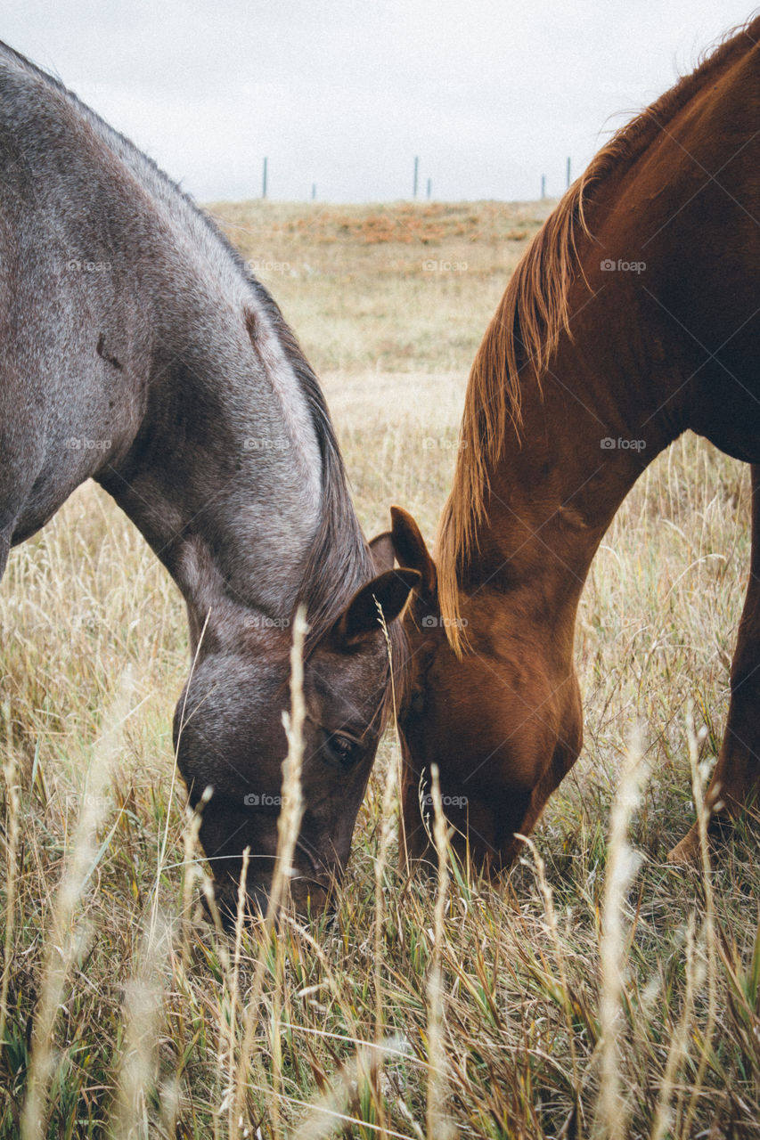 Horses grazing