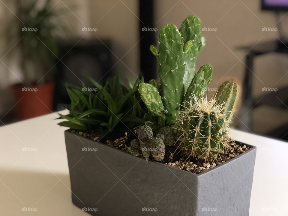 Indoor cactus