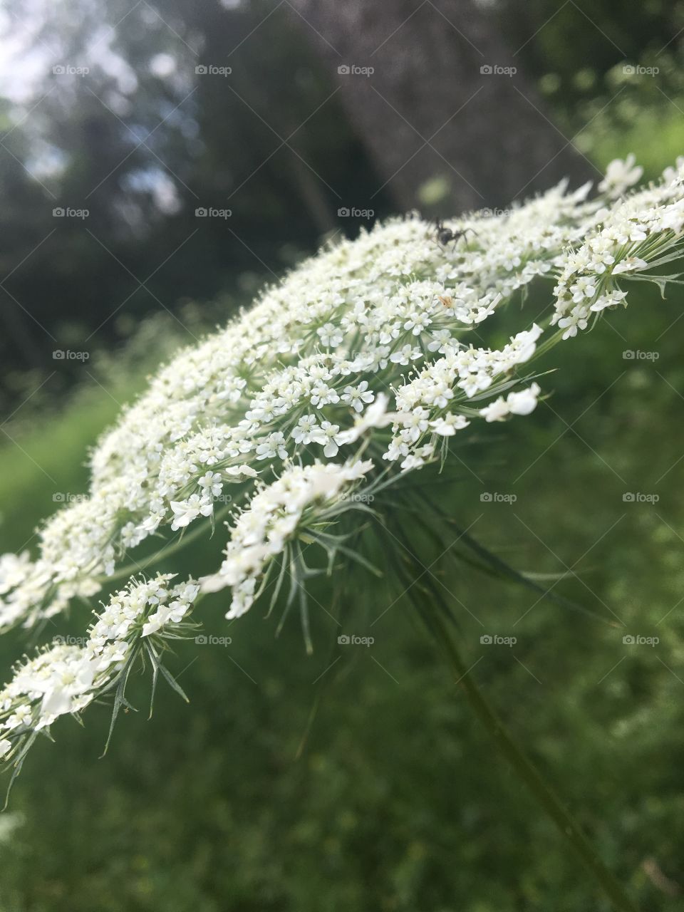 Nature, Flora, Flower, Leaf, Summer