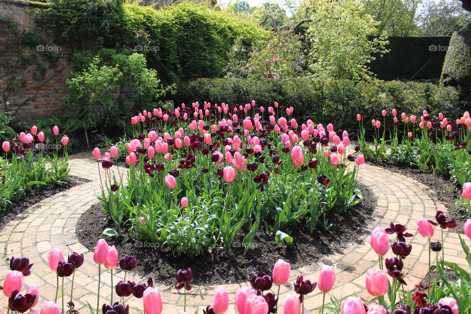 Tulip bed