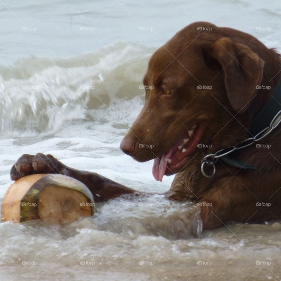 Playing in the ocean, found a coconut and life is perfect!