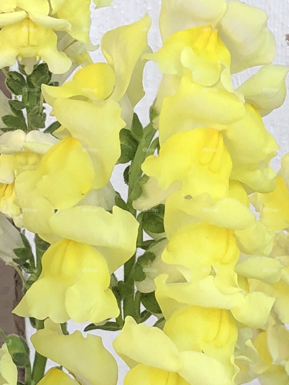 Yellow snap dragon flowers 