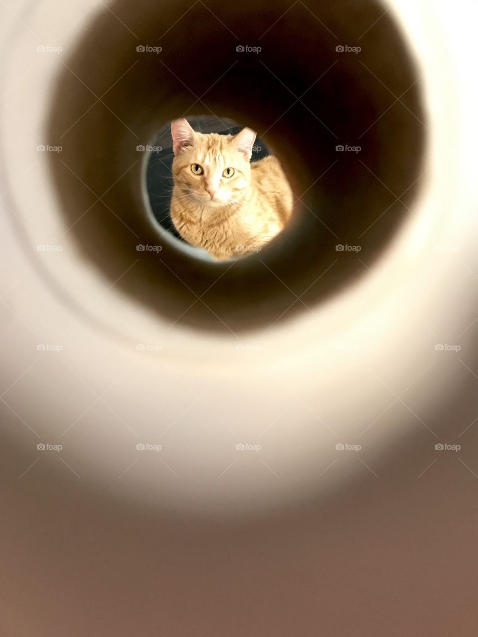 Darling orange tabby kitty cat looking straight through tube right at the camera. 