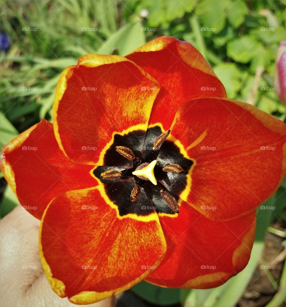 tulip intense