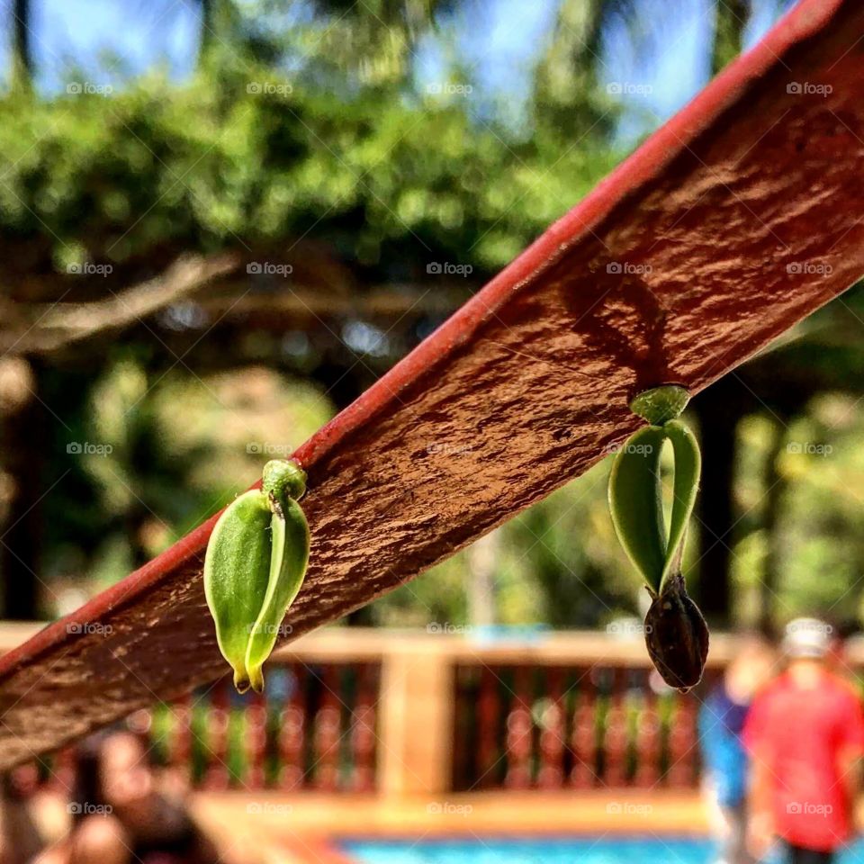 Semente germinando no aço 