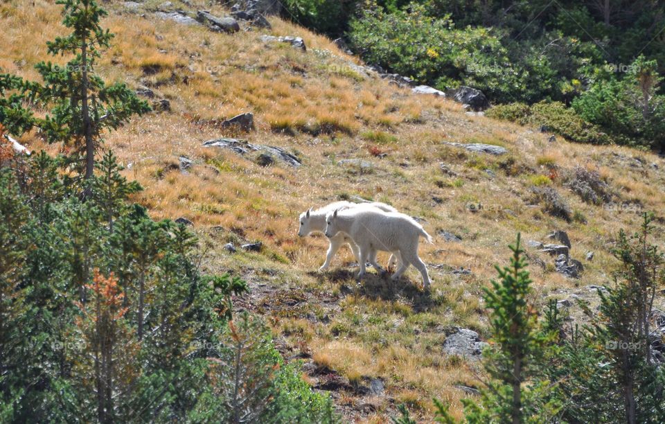 Two baby mountain goats are out exploring and grazing on a colorful autumn day in the high mountains.