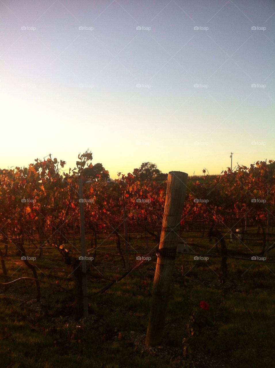 Grapevines at sunset.