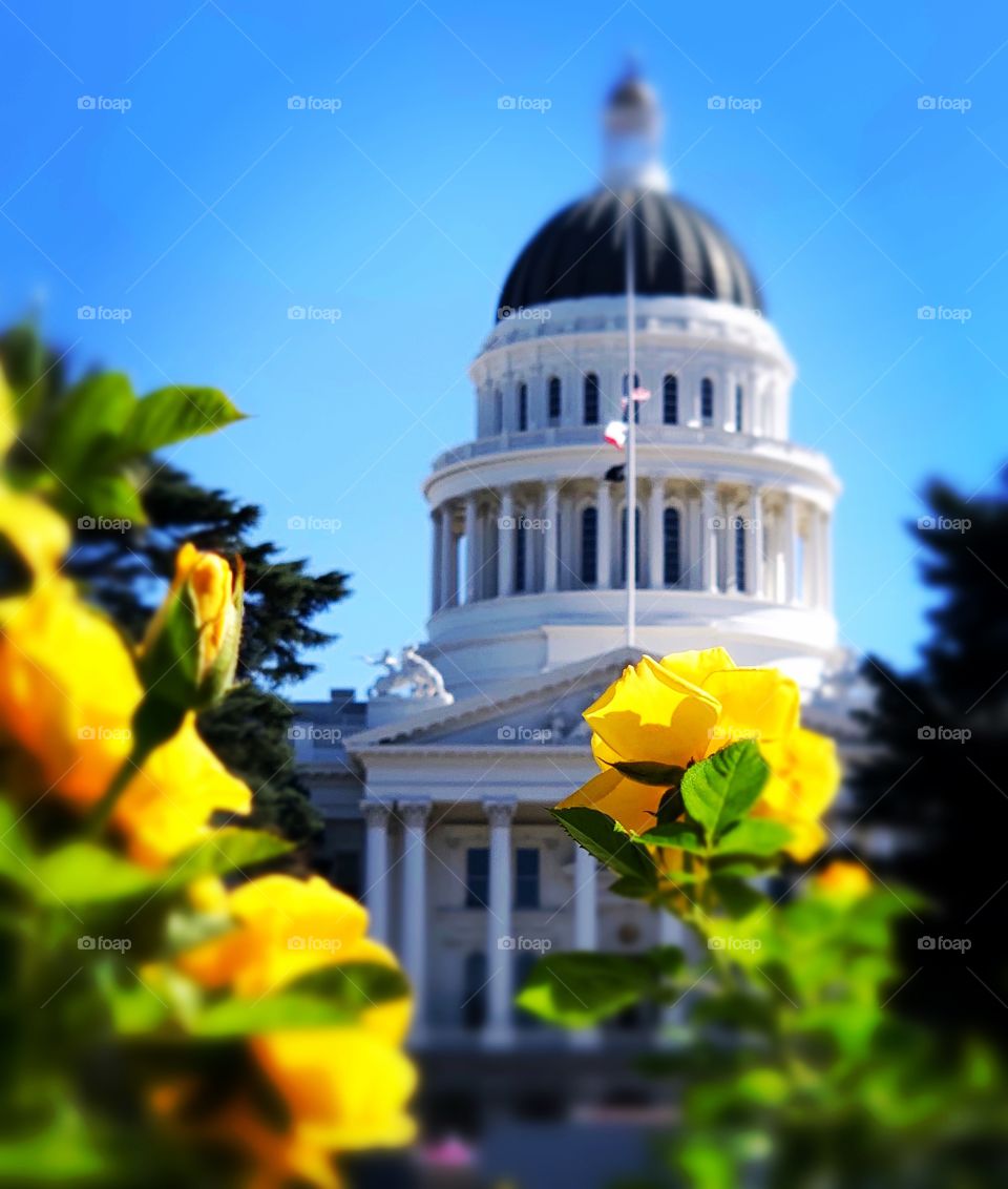 Sacramento Capital Bloom