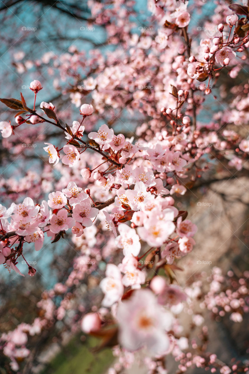 When trees start blooming in pink color.