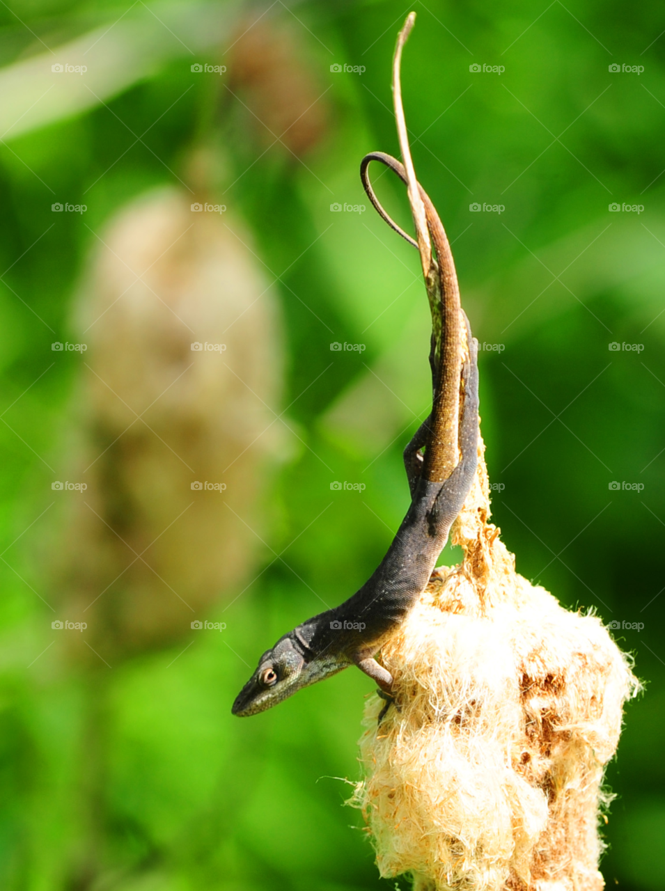 nature lizard reptile by lightanddrawing