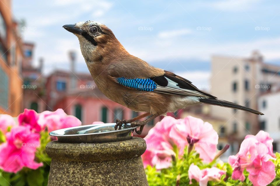 Beautiful and cute bird