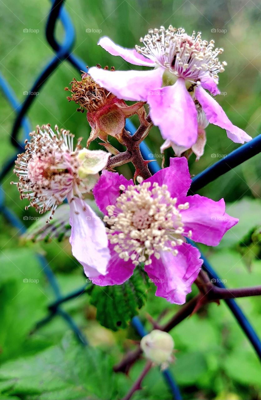 Últimas flores