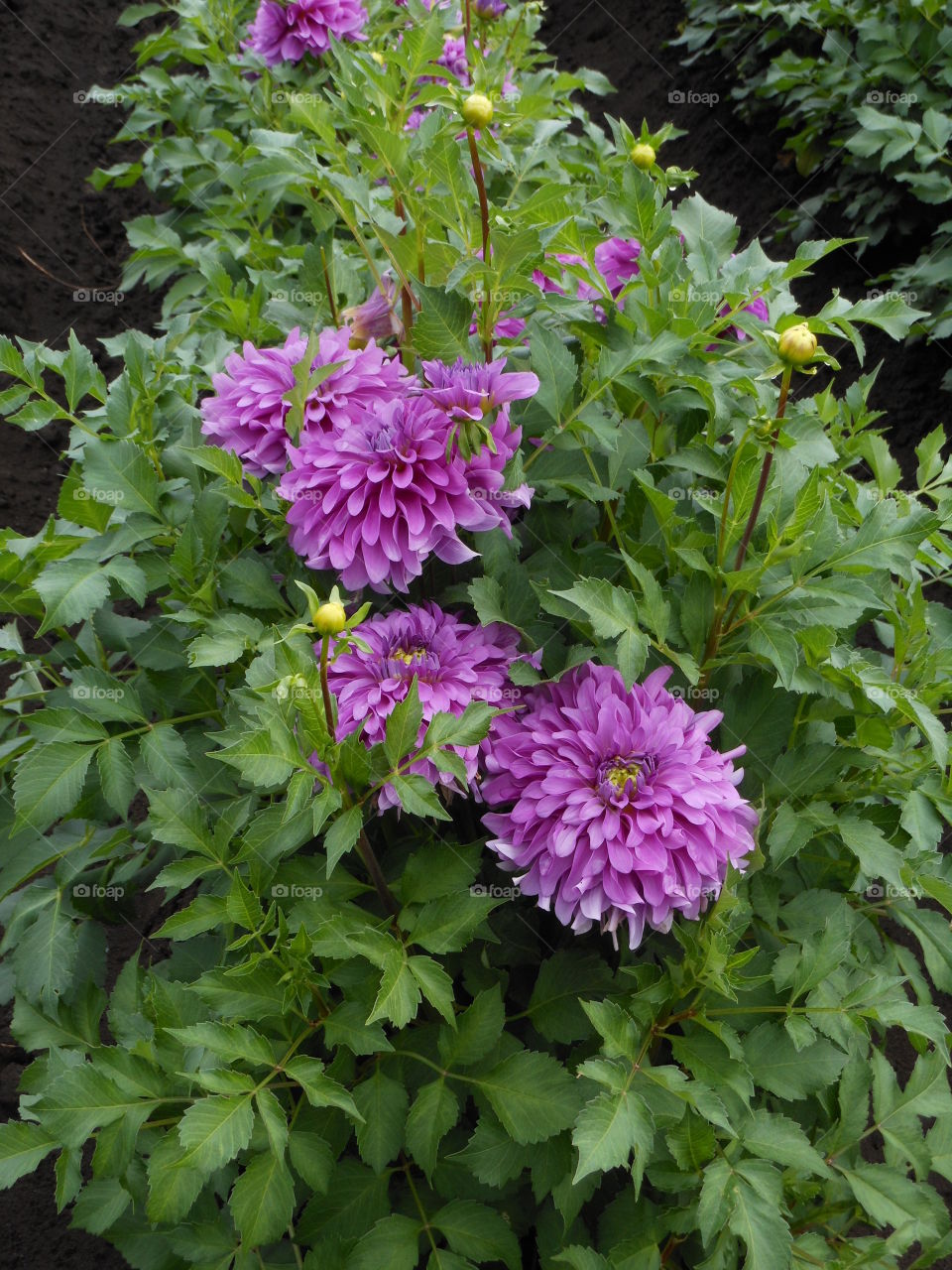 Zinnias growing