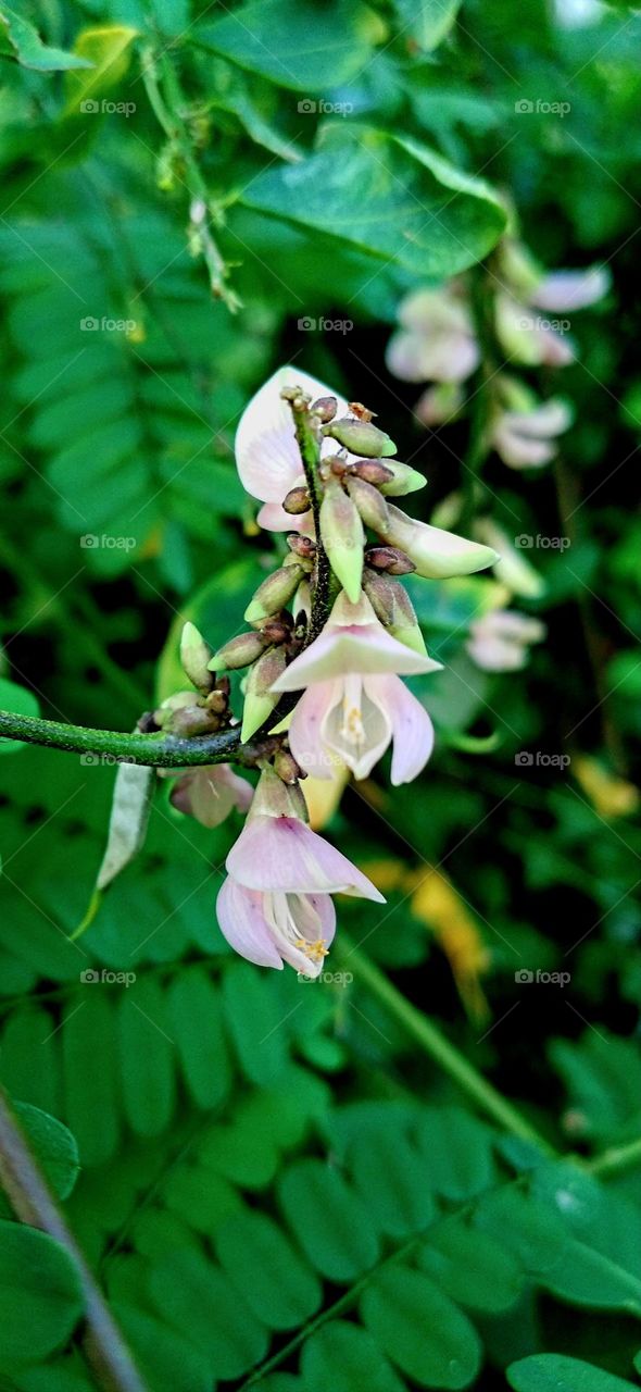 This beautiful flower grows wild on the edge of the garden