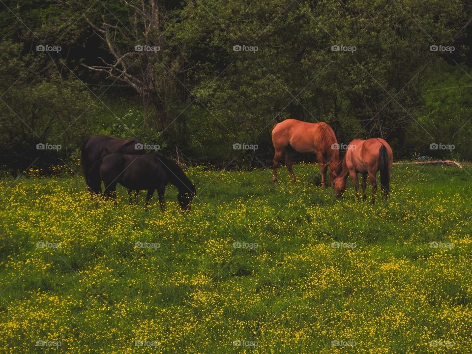 Delaware New York, wildlife, horse, grass, nature, landscape, peaceful, 