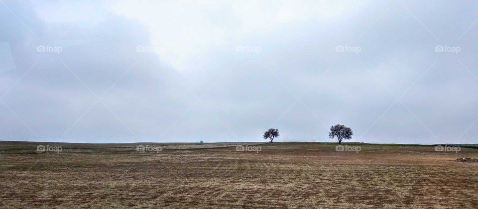 Two strong trees in the wild, they keep each other company and not lonely, a beautiful landscape.