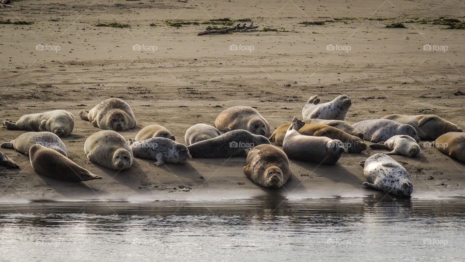 Group of seals resting on beach