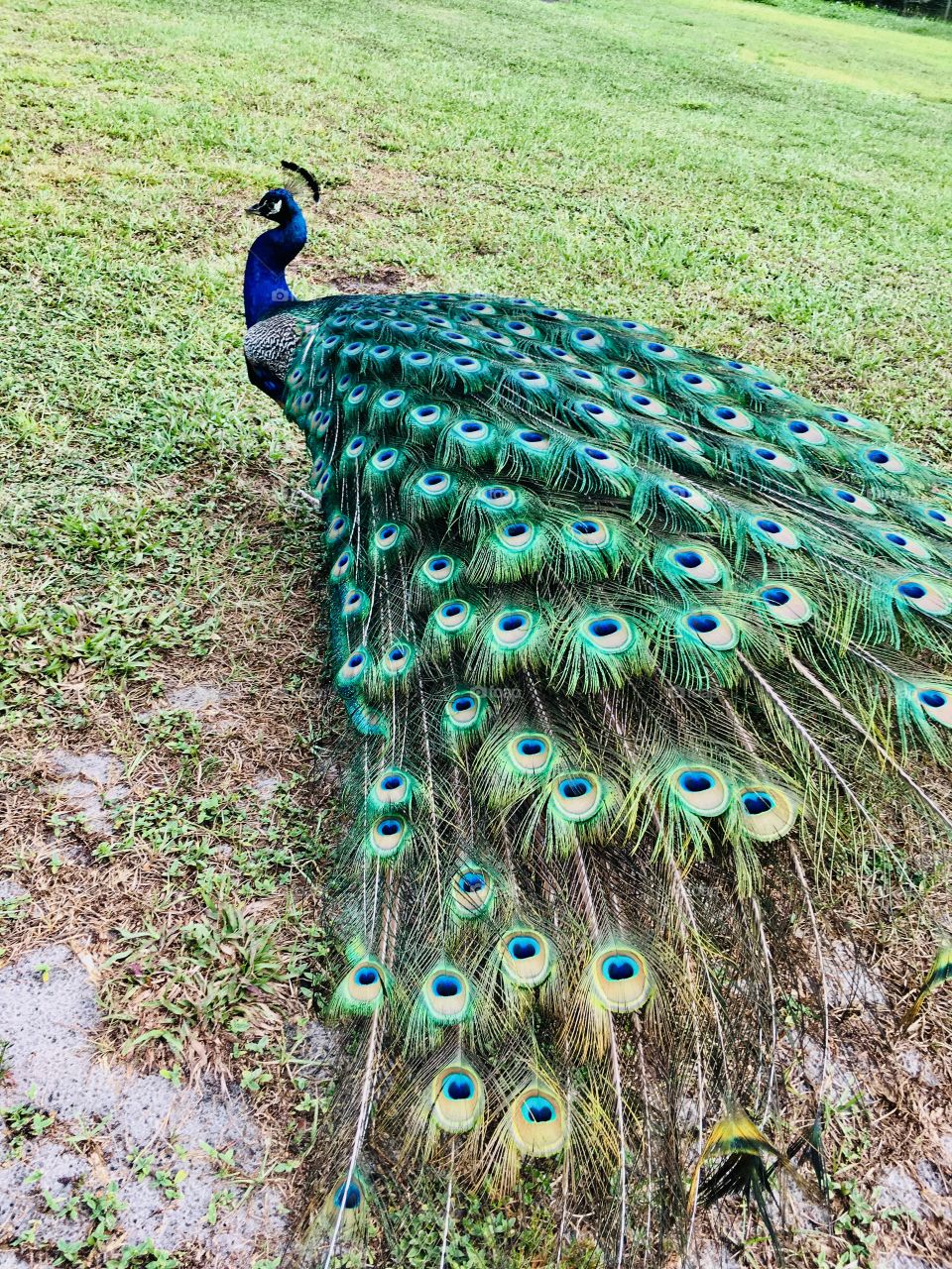 A beautiful peacock in a field of green grass in Florida 