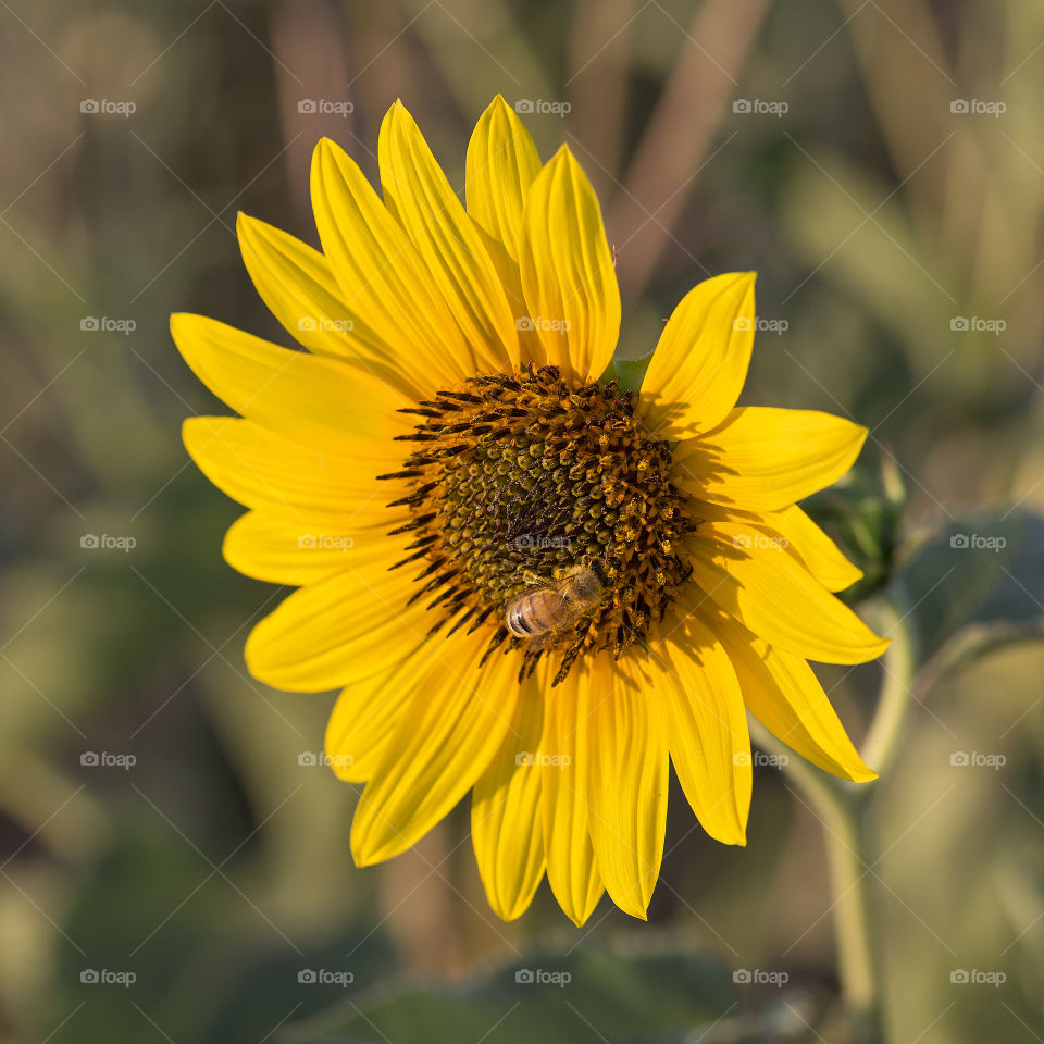 Sunflower and bee.