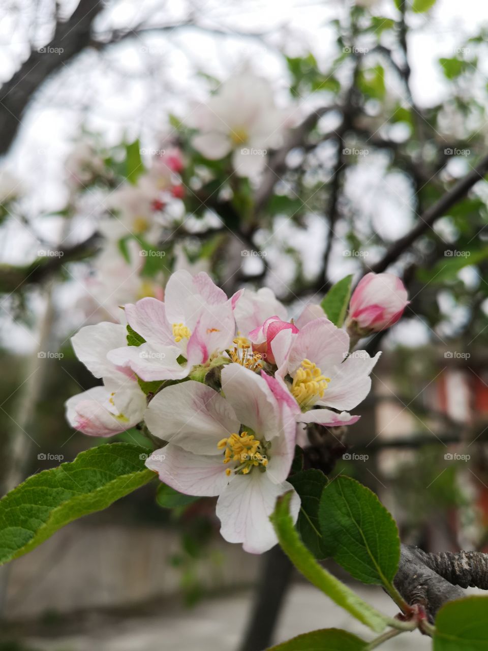 Flower's peach