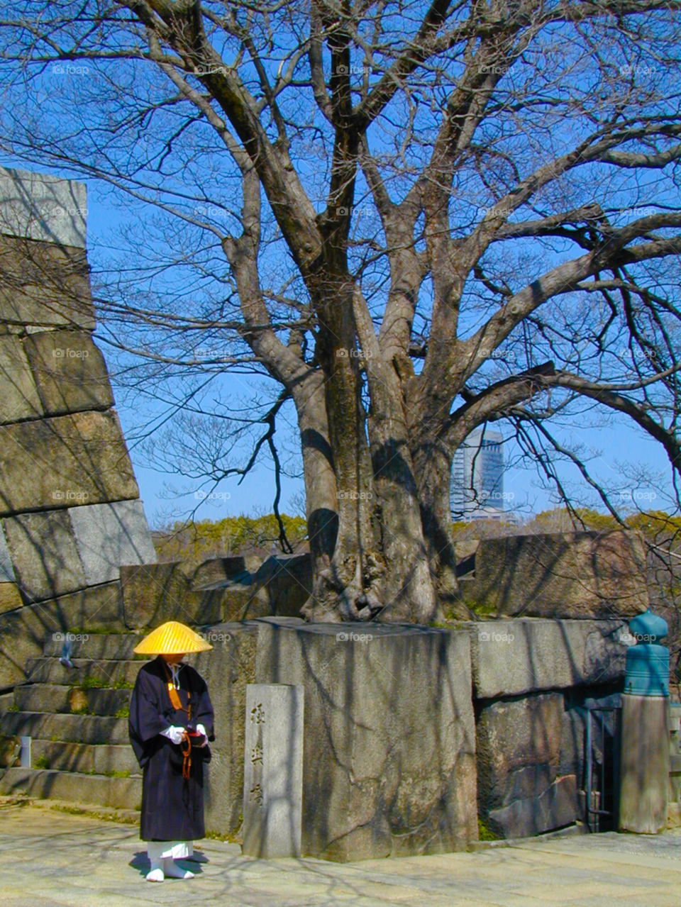 travel tree autumn history by cmosphotos