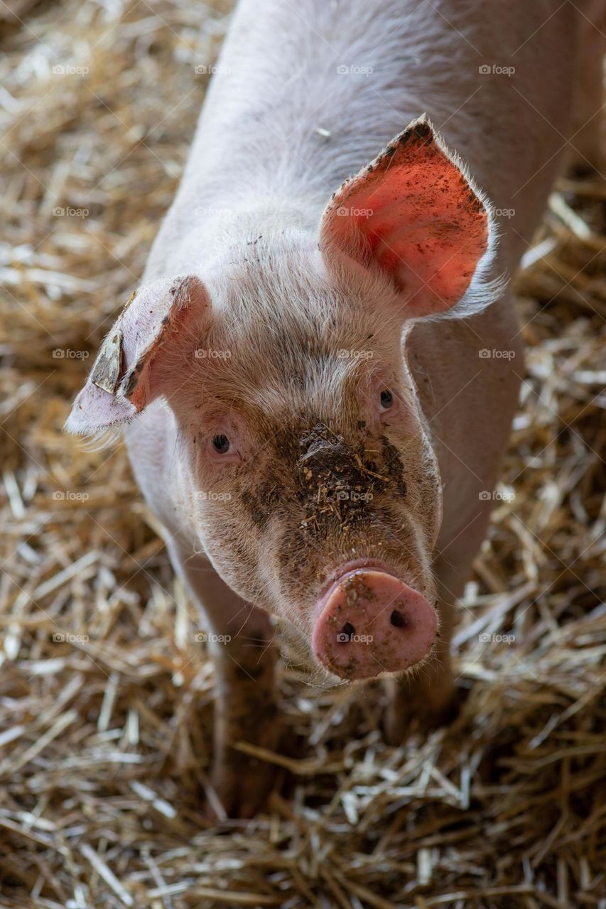 close up of a pig