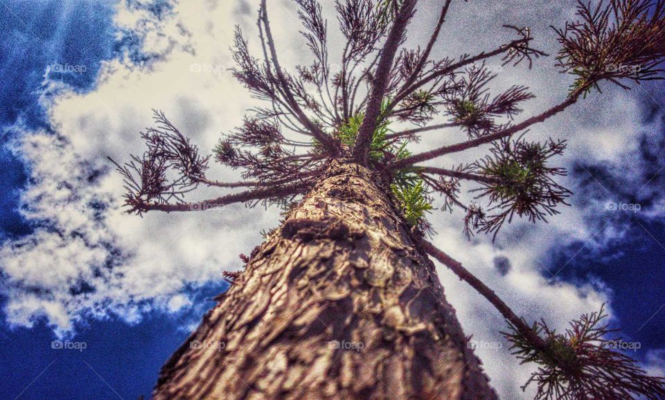looking up a unique pine tree