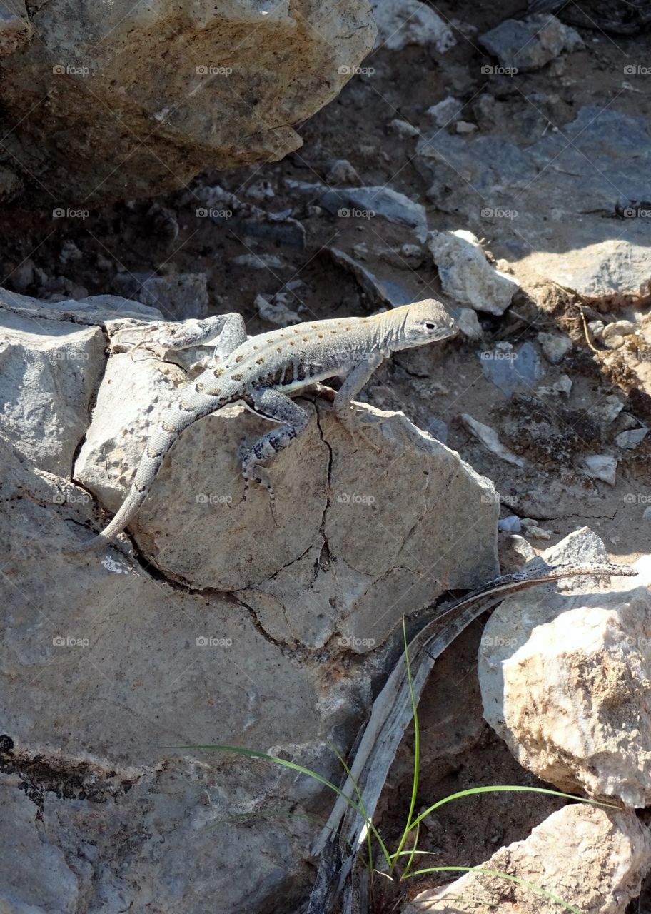 lizard from the desert