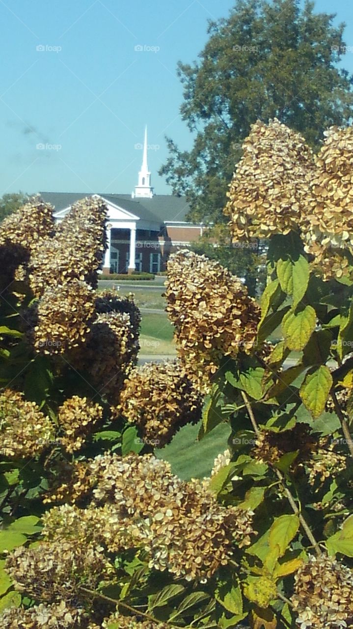 Church behind drying flowers ( fall colors)