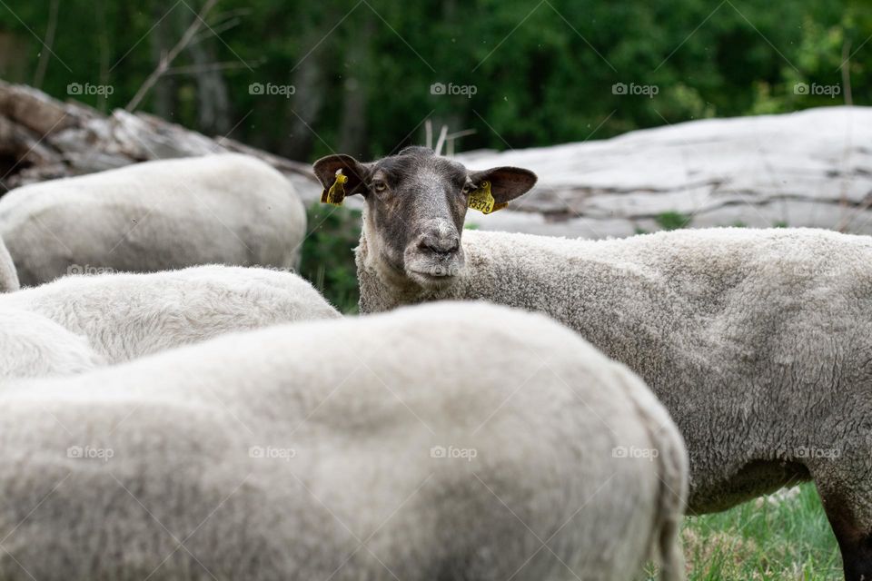 Photo of sheep in field