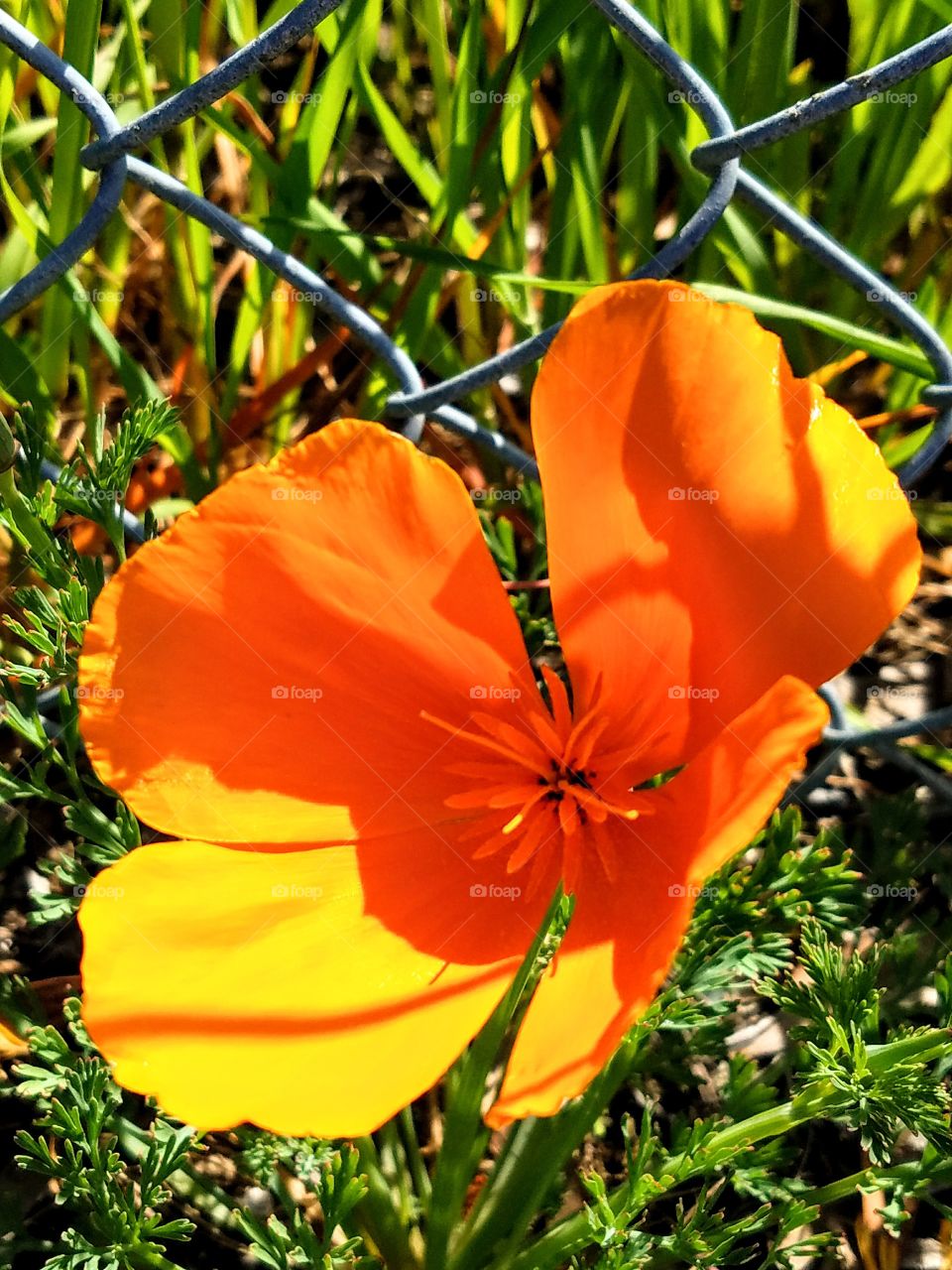 California Poppy