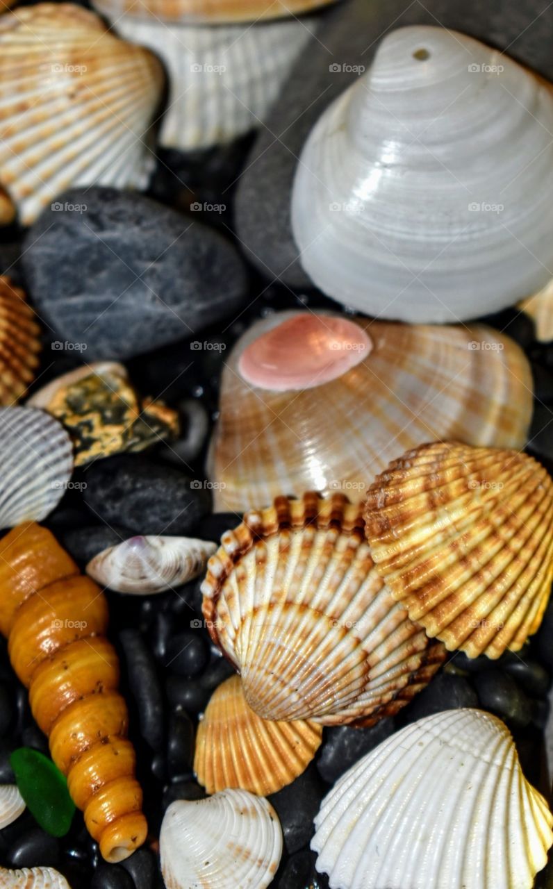 Sea shells