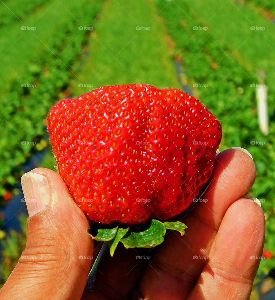 Red appeals to the taste buds - A huge red, ripe, juicy strawberry in the hand with the strawberry garden as the back drop. 