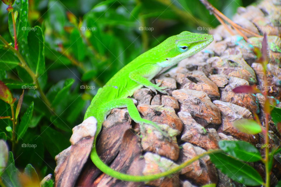 Anolis Carolinesis 
