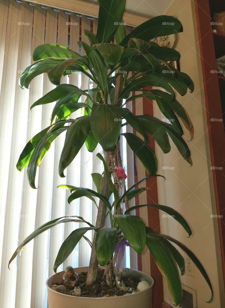 Potted Large Tropical Ti Plant