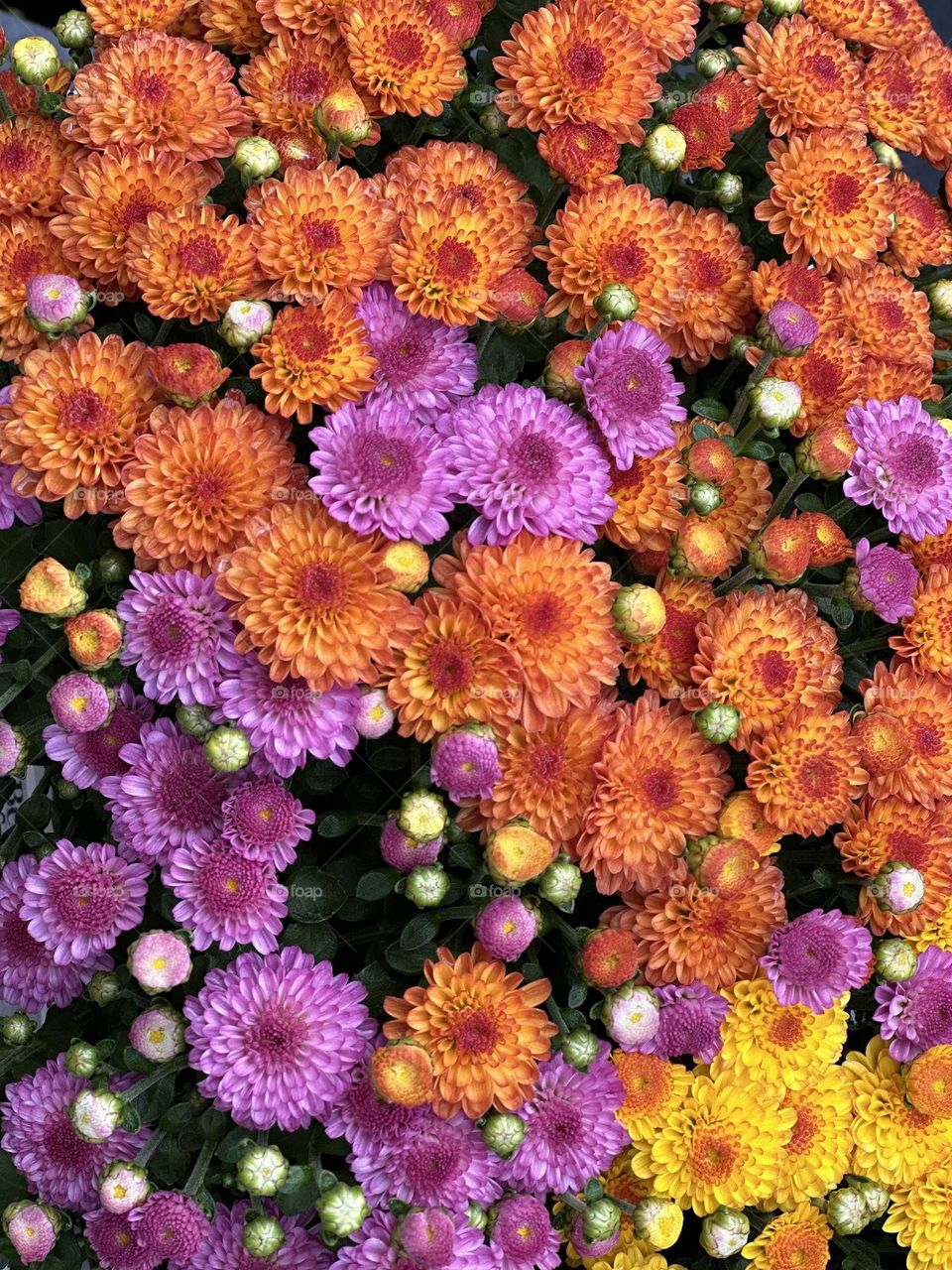 Battle: Summer vs Fall - If Chrysanthemum (Queen of Fall Flowers) have appeared it must be fall: those stunning golds, pinks and burgundies,the tight petals on blooms are so numerous they practically hide the plant's foliage