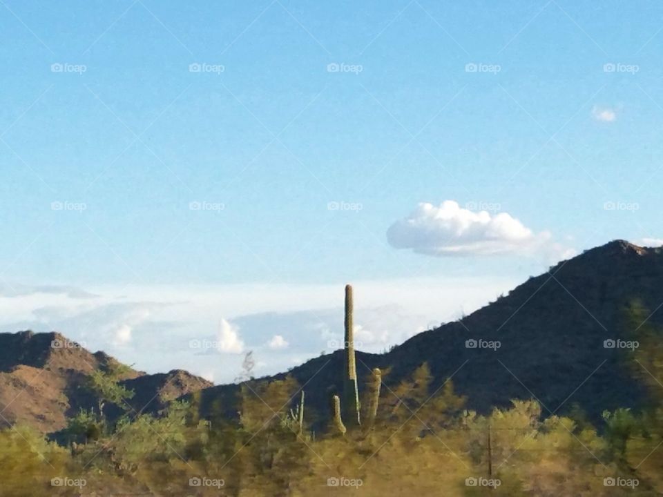 single saguaro